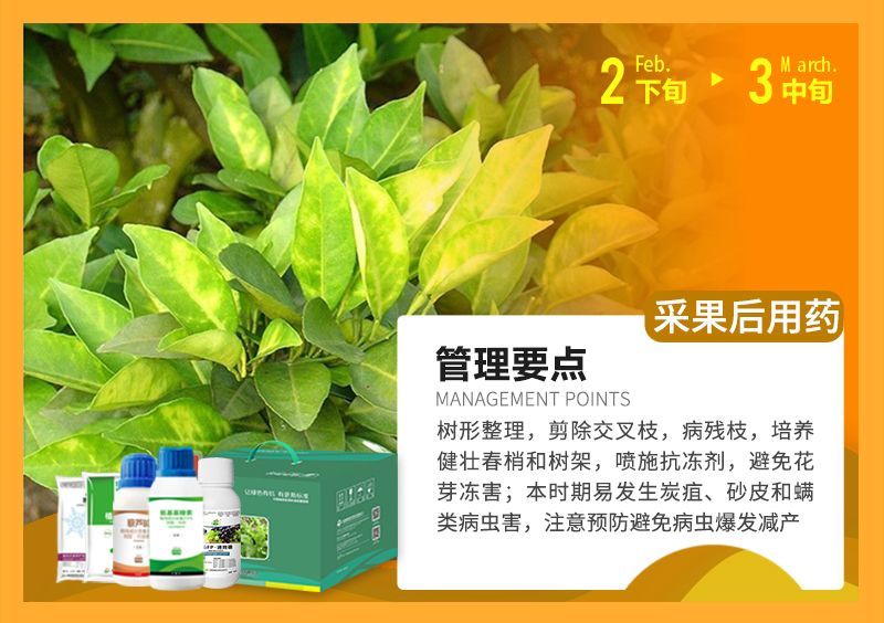 樹形整理，剪除交叉枝，病殘枝，培養(yǎng)健壯春梢和樹架，噴施抗凍劑，避免花芽?jī)龊?本時(shí)期易發(fā)生炭疽、砂皮和端類病蟲害，注意預(yù)防避免病蟲爆發(fā)減產(chǎn) 