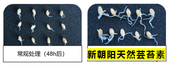 小麥拌種選新朝陽(yáng)天然蕓苔素，讓小麥高產(chǎn)贏在起跑線上！（小麥在什么時(shí)候用蕓苔素效果最佳）