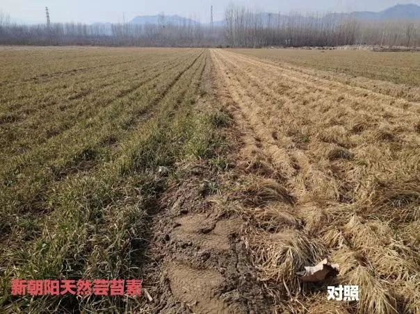 小麥拌種選新朝陽(yáng)天然蕓苔素，讓小麥高產(chǎn)贏在起跑線上！（小麥在什么時(shí)候用蕓苔素效果最佳）