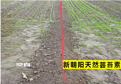 小麥拌種選新朝陽(yáng)天然蕓苔素，讓小麥高產(chǎn)贏在起跑線上！（小麥在什么時(shí)候用蕓苔素效果最佳）