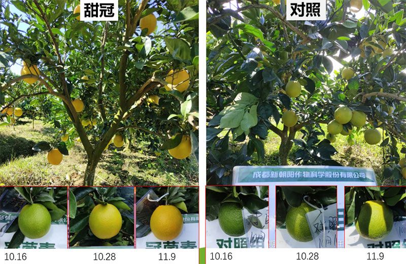 成都新朝陽COR冠菌素入選“2025中國農業(yè)重大新產品”